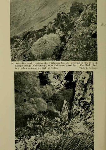 Reproducción/Reproduction 26594724984: New Zealand plants and their story.. Wellington, N.Z.,M.F. Marks, Govt. Printer,1919.