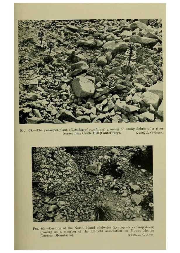 Reproducción/Reproduction 27167308246: New Zealand plants and their story.. Wellington, N.Z.,M.F. Marks, Govt. Printer,1919.