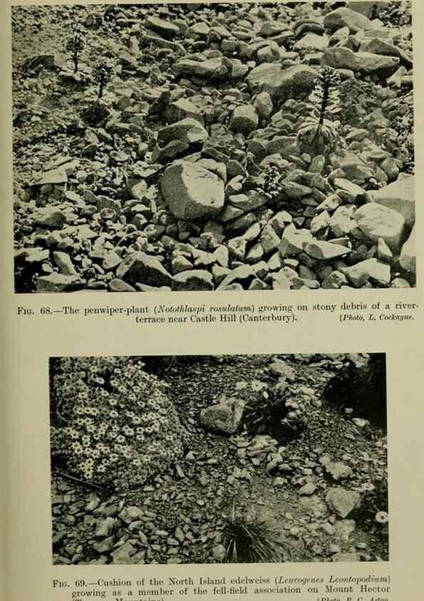 Reproducción/Reproduction 27167308246: New Zealand plants and their story.. Wellington, N.Z.,M.F. Marks, Govt. Printer,1919.
