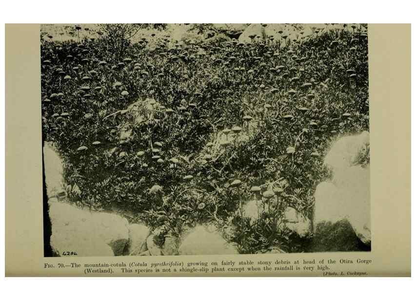 Reproducción/Reproduction 26926155240: New Zealand plants and their story.. Wellington, N.Z.,M.F. Marks, Govt. Printer,1919.