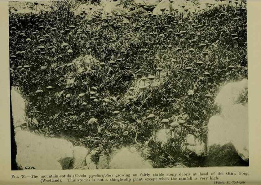 Reproducción/Reproduction 26926155240: New Zealand plants and their story.. Wellington, N.Z.,M.F. Marks, Govt. Printer,1919.