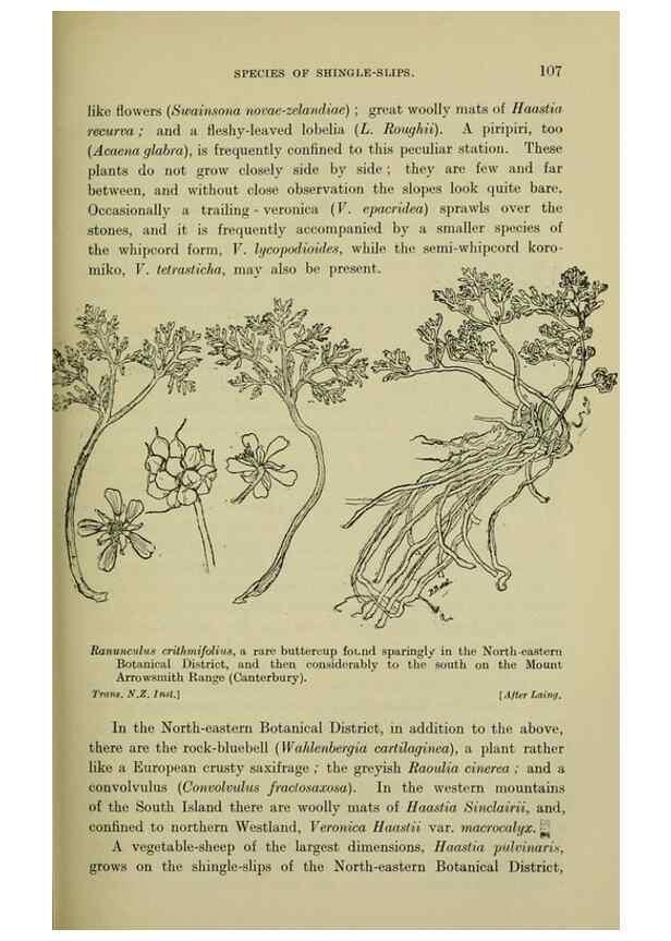 Reproducción/Reproduction 27104825332: New Zealand plants and their story.. Wellington, N.Z.,M.F. Marks, Govt. Printer,1919.