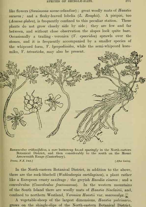 Reproducción/Reproduction 27104825332: New Zealand plants and their story.. Wellington, N.Z.,M.F. Marks, Govt. Printer,1919.