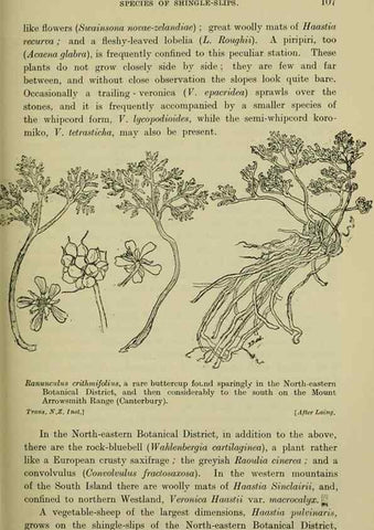 Reproducción/Reproduction 27104825332: New Zealand plants and their story.. Wellington, N.Z.,M.F. Marks, Govt. Printer,1919.