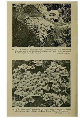 Reproducción/Reproduction 27201024505: New Zealand plants and their story.. Wellington, N.Z.,M.F. Marks, Govt. Printer,1919.