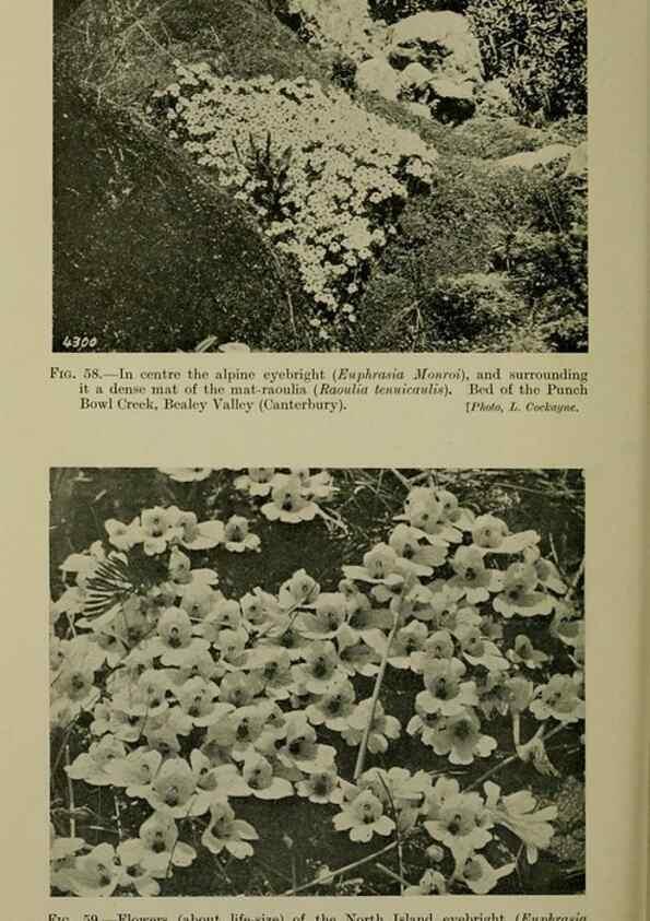Reproducción/Reproduction 27201024505: New Zealand plants and their story.. Wellington, N.Z.,M.F. Marks, Govt. Printer,1919.