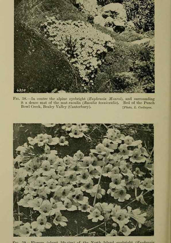 Reproducción/Reproduction 27201024505: New Zealand plants and their story.. Wellington, N.Z.,M.F. Marks, Govt. Printer,1919.