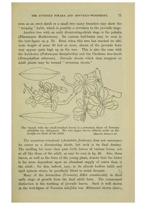 Reproducción/Reproduction 27104733502: New Zealand plants and their story.. Wellington, N.Z.,M.F. Marks, Govt. Printer,1919.