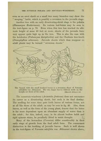 Reproducción/Reproduction 27104733502: New Zealand plants and their story.. Wellington, N.Z.,M.F. Marks, Govt. Printer,1919.