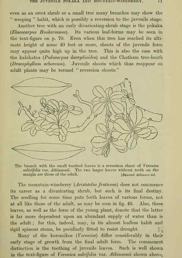 Reproducción/Reproduction 27104733502: New Zealand plants and their story.. Wellington, N.Z.,M.F. Marks, Govt. Printer,1919.