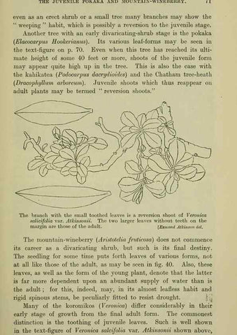 Reproducción/Reproduction 27104733502: New Zealand plants and their story.. Wellington, N.Z.,M.F. Marks, Govt. Printer,1919.