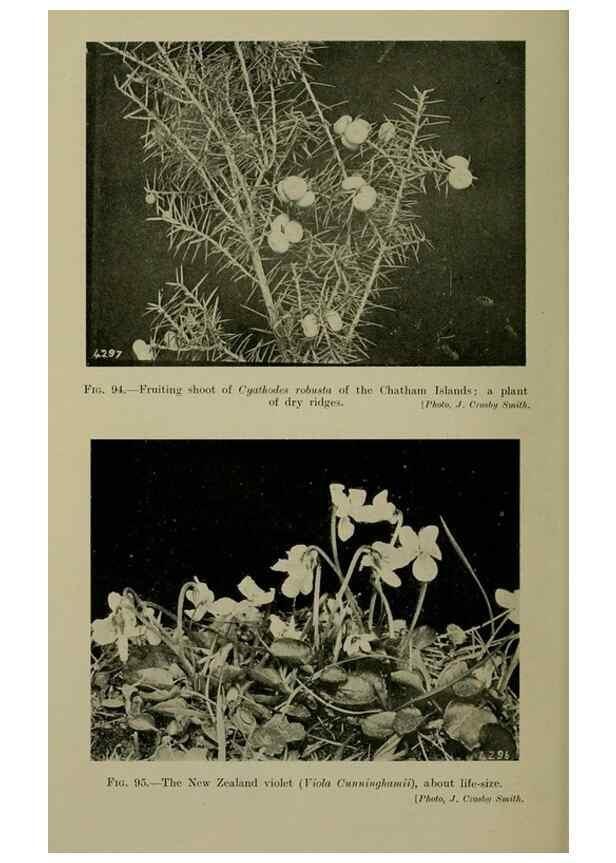 Reproducción/Reproduction 26594847074: New Zealand plants and their story.. Wellington, N.Z.,M.F. Marks, Govt. Printer,1919.