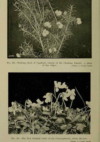 Reproducción/Reproduction 26594847074: New Zealand plants and their story.. Wellington, N.Z.,M.F. Marks, Govt. Printer,1919.