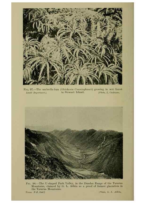 Reproducción/Reproduction 27132174461: New Zealand plants and their story.. Wellington, N.Z.,M.F. Marks, Govt. Printer,1919.