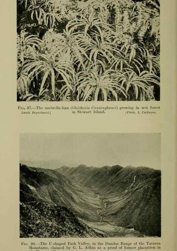 Reproducción/Reproduction 27132174461: New Zealand plants and their story.. Wellington, N.Z.,M.F. Marks, Govt. Printer,1919.