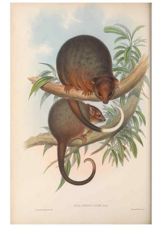 Reproducción/Reproduction 27216243051: The mammals of Australia.. London,Printed by Taylor and Francis, pub. by the author,1863.