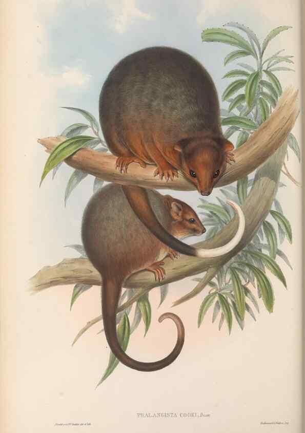 Reproducción/Reproduction 27216243051: The mammals of Australia.. London,Printed by Taylor and Francis, pub. by the author,1863.