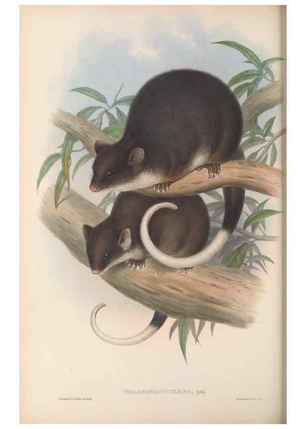 Reproducción/Reproduction 27189530512: The mammals of Australia.. London,Printed by Taylor and Francis, pub. by the author,1863.