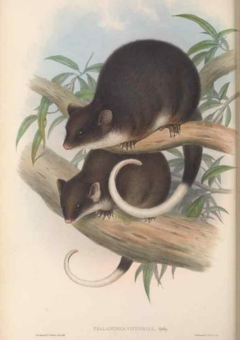 Reproducción/Reproduction 27189530512: The mammals of Australia.. London,Printed by Taylor and Francis, pub. by the author,1863.