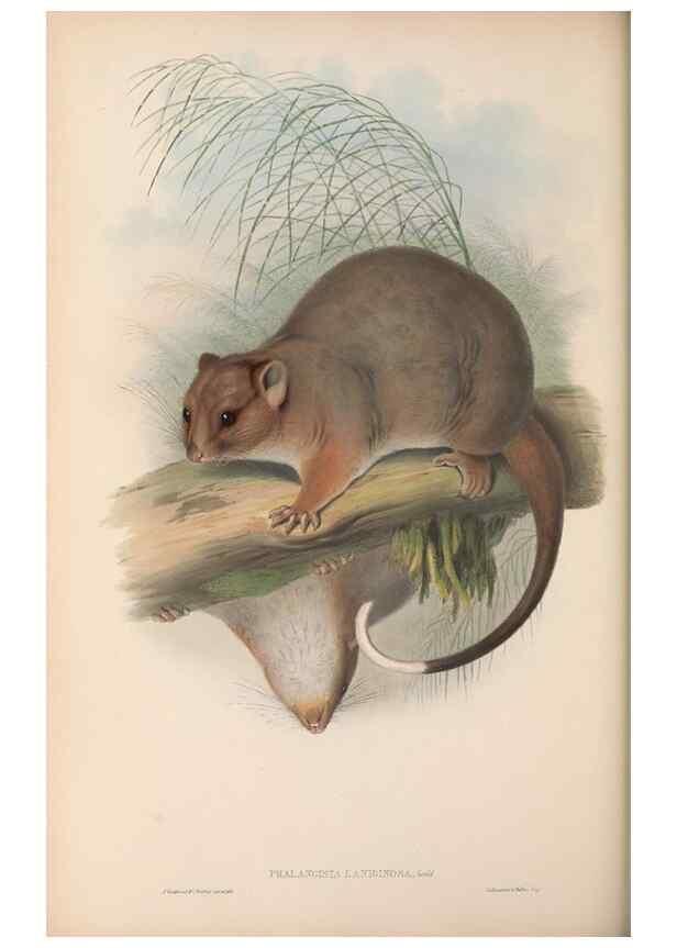 Reproducción/Reproduction 26680195663: The mammals of Australia.. London,Printed by Taylor and Francis, pub. by the author,1863.