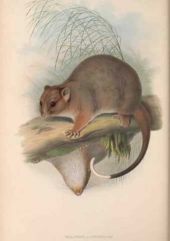 Reproducción/Reproduction 26680195663: The mammals of Australia.. London,Printed by Taylor and Francis, pub. by the author,1863.
