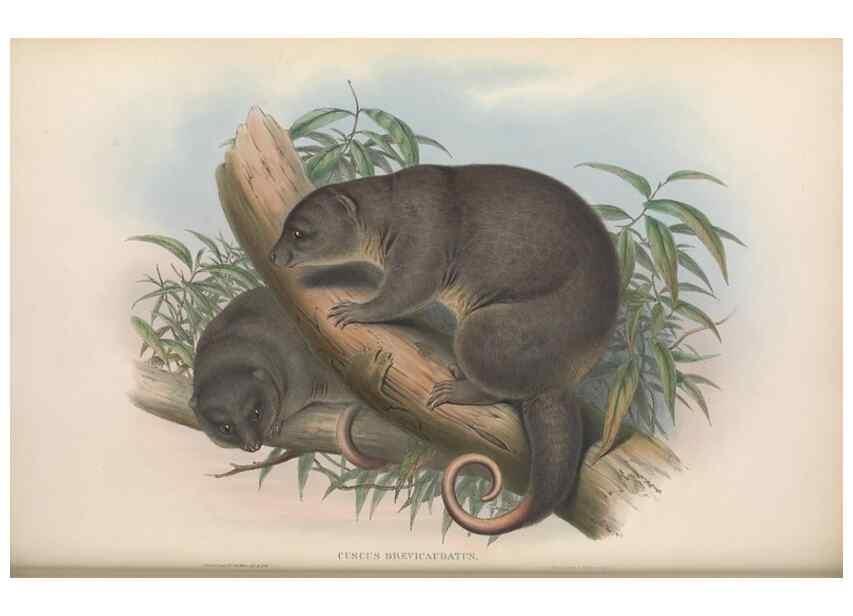 Reproducción/Reproduction 27216260421: The mammals of Australia.. London,Printed by Taylor and Francis, pub. by the author,1863.