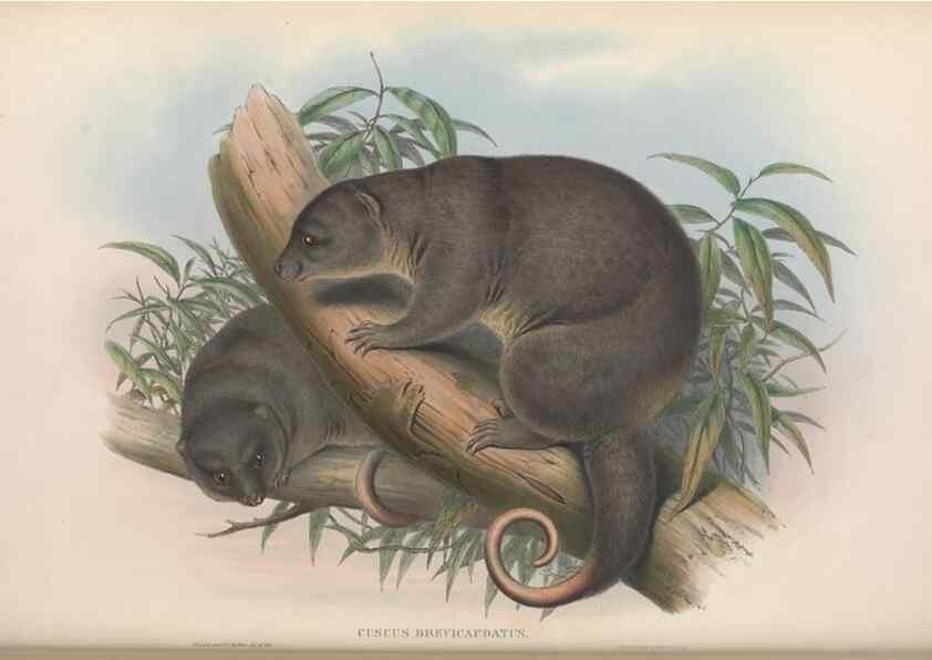 Reproducción/Reproduction 27216260421: The mammals of Australia.. London,Printed by Taylor and Francis, pub. by the author,1863.