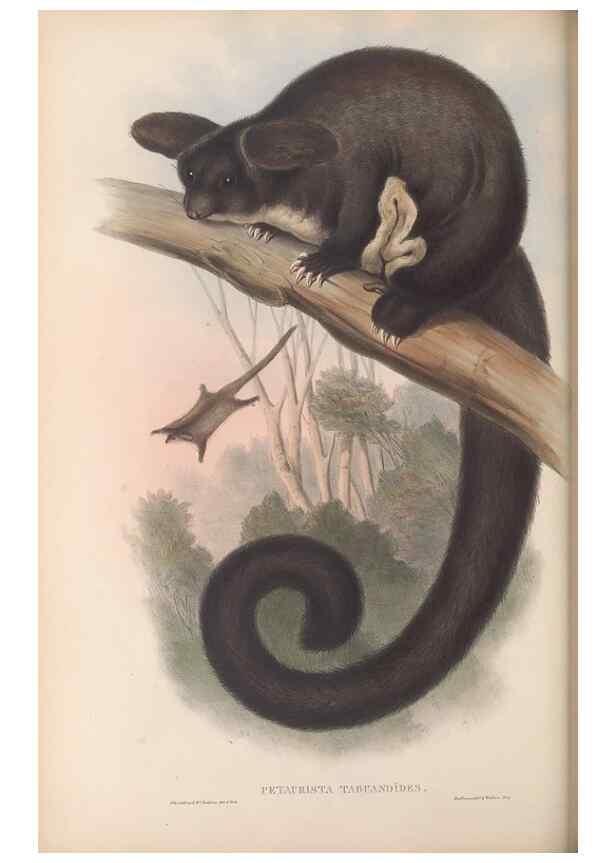 Reproducción/Reproduction 26679158314: The mammals of Australia.. London,Printed by Taylor and Francis, pub. by the author,1863.