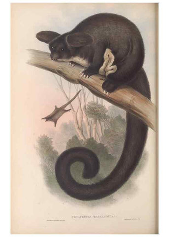 Reproducción/Reproduction 26679158314: The mammals of Australia.. London,Printed by Taylor and Francis, pub. by the author,1863.