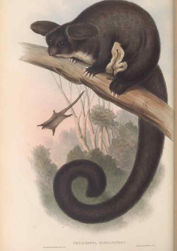 Reproducción/Reproduction 26679158314: The mammals of Australia.. London,Printed by Taylor and Francis, pub. by the author,1863.