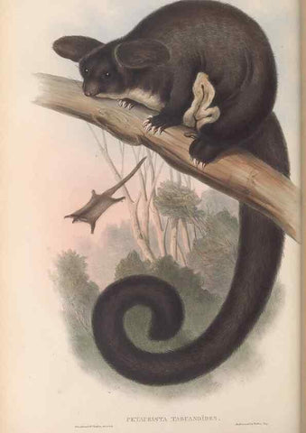 Reproducción/Reproduction 26679158314: The mammals of Australia.. London,Printed by Taylor and Francis, pub. by the author,1863.
