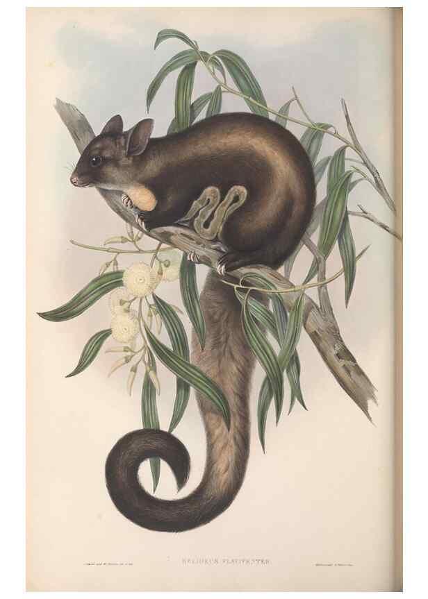 Reproducción/Reproduction 27252820576: The mammals of Australia.. London,Printed by Taylor and Francis, pub. by the author,1863.