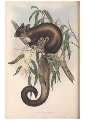 Reproducción/Reproduction 27252820576: The mammals of Australia.. London,Printed by Taylor and Francis, pub. by the author,1863.