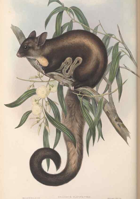 Reproducción/Reproduction 27252820576: The mammals of Australia.. London,Printed by Taylor and Francis, pub. by the author,1863.