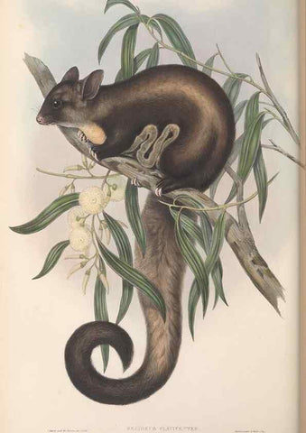 Reproducción/Reproduction 27252820576: The mammals of Australia.. London,Printed by Taylor and Francis, pub. by the author,1863.