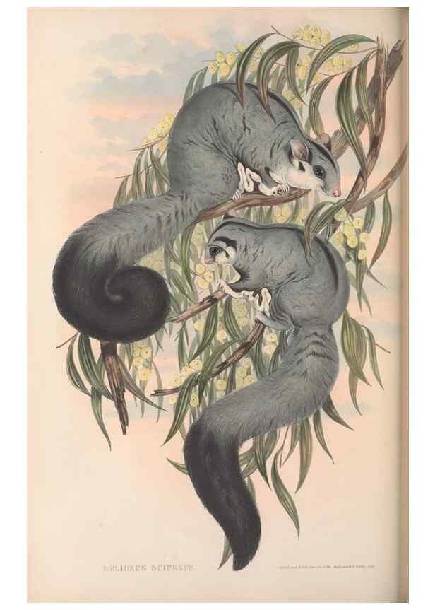 Reproducción/Reproduction 27286267005: The mammals of Australia.. London,Printed by Taylor and Francis, pub. by the author,1863.