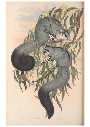 Reproducción/Reproduction 27286267005: The mammals of Australia.. London,Printed by Taylor and Francis, pub. by the author,1863.