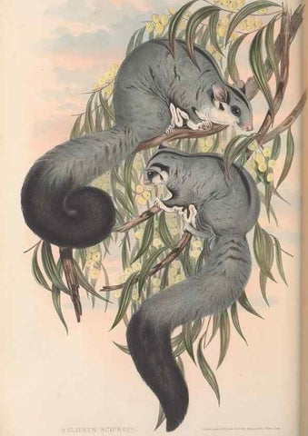 Reproducción/Reproduction 27286267005: The mammals of Australia.. London,Printed by Taylor and Francis, pub. by the author,1863.