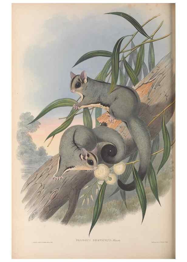 Reproducción/Reproduction 27010967130: The mammals of Australia.. London,Printed by Taylor and Francis, pub. by the author,1863.