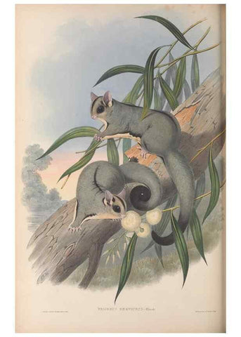 Reproducción/Reproduction 27010967130: The mammals of Australia.. London,Printed by Taylor and Francis, pub. by the author,1863.