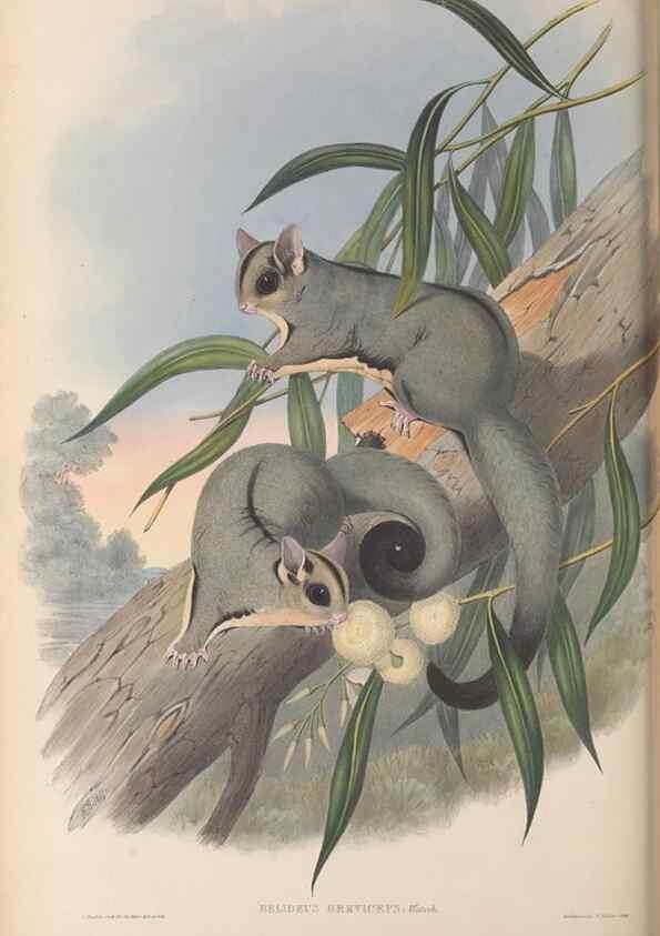 Reproducción/Reproduction 27010967130: The mammals of Australia.. London,Printed by Taylor and Francis, pub. by the author,1863.