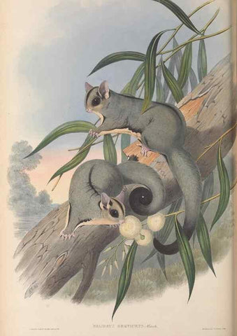 Reproducción/Reproduction 27010967130: The mammals of Australia.. London,Printed by Taylor and Francis, pub. by the author,1863.