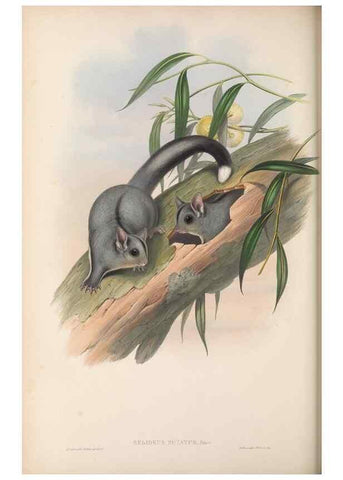 Reproducción/Reproduction 27189579172: The mammals of Australia.. London,Printed by Taylor and Francis, pub. by the author,1863.