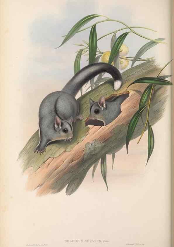 Reproducción/Reproduction 27189579172: The mammals of Australia.. London,Printed by Taylor and Francis, pub. by the author,1863.