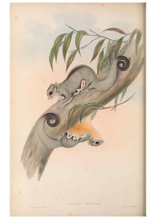 Reproducción/Reproduction 26679176894: The mammals of Australia.. London,Printed by Taylor and Francis, pub. by the author,1863.