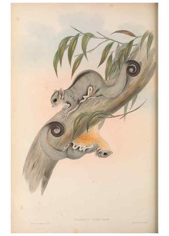 Reproducción/Reproduction 26679176894: The mammals of Australia.. London,Printed by Taylor and Francis, pub. by the author,1863.