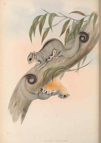 Reproducción/Reproduction 26679176894: The mammals of Australia.. London,Printed by Taylor and Francis, pub. by the author,1863.