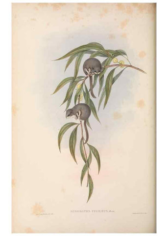 Reproducción/Reproduction 27216298621: The mammals of Australia.. London,Printed by Taylor and Francis, pub. by the author,1863.