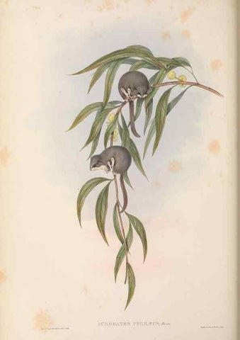 Reproducción/Reproduction 27216298621: The mammals of Australia.. London,Printed by Taylor and Francis, pub. by the author,1863.