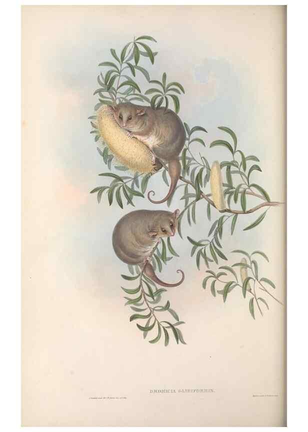 Reproducción/Reproduction 27286282405: The mammals of Australia.. London,Printed by Taylor and Francis, pub. by the author,1863.